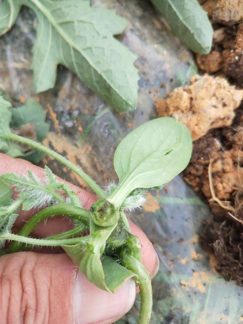 土壤污染 農(nóng)田酸化 土壤污染 農(nóng)田酸化