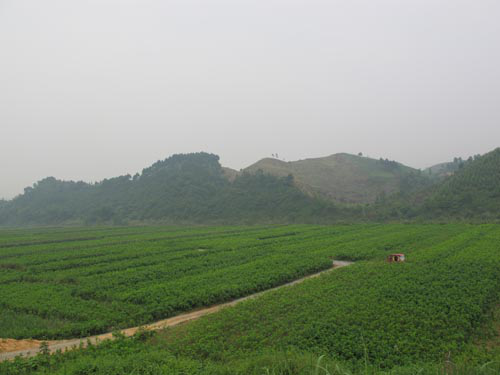 土壤污染植物修復案例圖片 土壤污染植物修復案例圖片