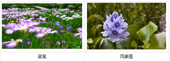 人工濕地植物選擇 人工濕地植物選擇