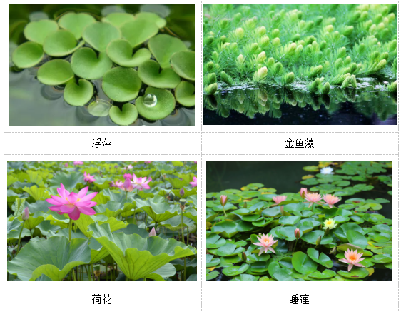 人工濕地植物選擇 人工濕地植物選擇