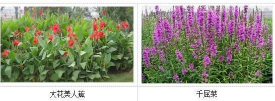 人工濕地植物選擇 人工濕地植物選擇