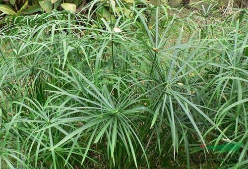 風車草也對Cu和Zn有很好的吸附作用 風車草也對Cu和Zn有很好的吸附作用