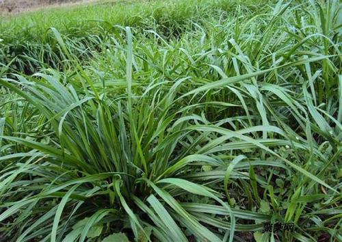 1615794524670635.jpg 黑麥草.jpg